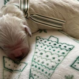 Golden Retriever Puppies from CoastalRetrieversva