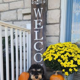 Nova - Bernedoodle