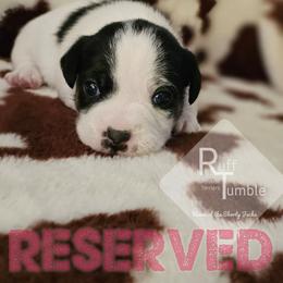 Boy 1 - Tri-color male Russell Terrier puppy in Harvel, Illinois from Ruff and Tumble Russell Terriers
