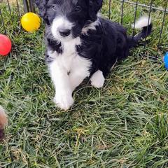 Bordoodle Puppies from Brisby Bordoodles