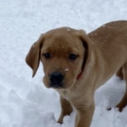 Labrador Retrievers from Gingersnap Labs
