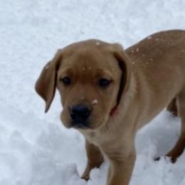 Labrador Retrievers from Gingersnap Labs