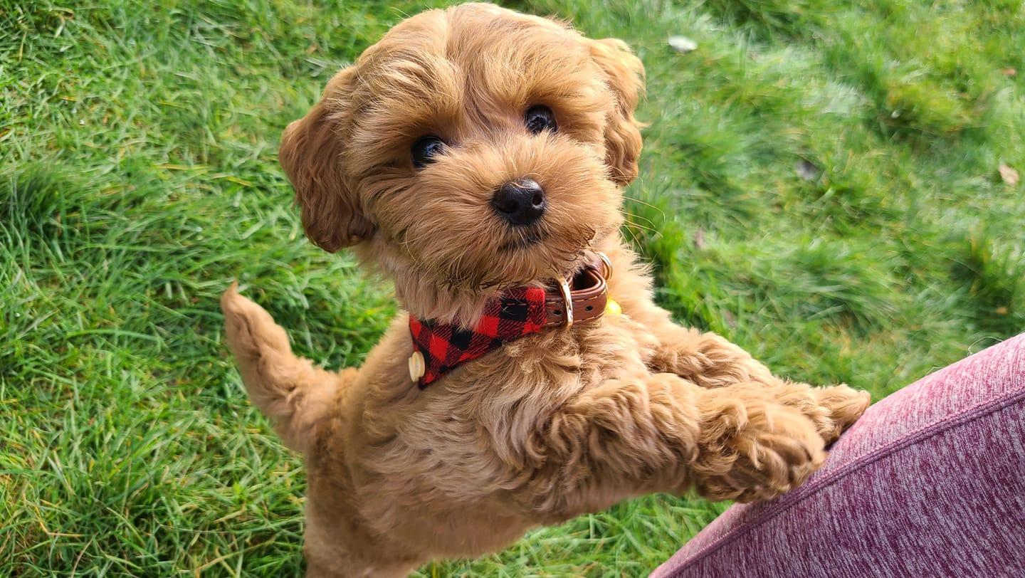 Dawn to Dusk Cockapoos in Washington | Cockapoo puppies | Good Dog