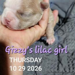 Gizzy's  lilac girl - Lilac female Boston Terrier puppy in Versailles, Indiana from Benhams Bostons