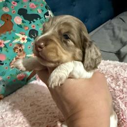 Female chocolate and cream dapple pie - Chocolate and cream female Dachshund puppy in Mt. Pleasant, Texas from The Spotted Doxie