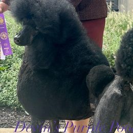 Bo - Poodle