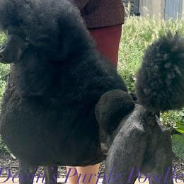 Bo - Poodle