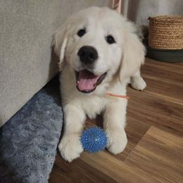 Golden Retriever Puppies from Avalon English Retrievers