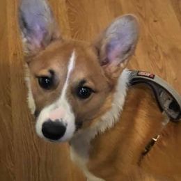 Pembroke Welsh Corgis from Manning Breeding