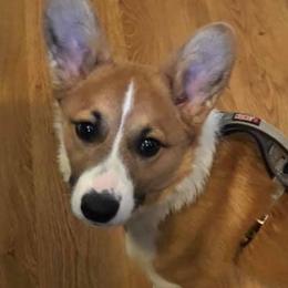 Pembroke Welsh Corgis from Manning Breeding