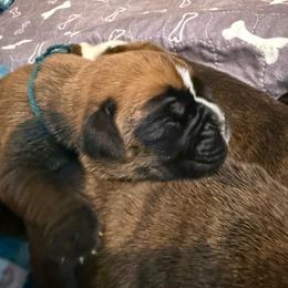 Hadley - Fawn female Boxer puppy in Medical Lake, Washington from Box and Bully Estates: Boxers and Old English Bulldogs