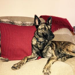Dutch Shepherd All Grown Up from Sylviane Wildflower DSK (Dutch Shepherd Kennel)