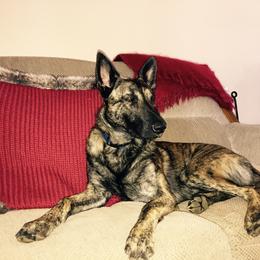 Dutch Shepherd All Grown Up from Sylviane Wildflower DSK (Dutch Shepherd Kennel)