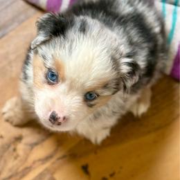 Martini - Blue merle female Miniature Australian Shepherd puppy in Gatesville, Texas from Southern Promise Aussie’s