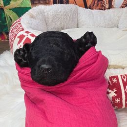 Rockstar - Black female Poodle puppy in Springfield, Oregon from Valaurah Farms
