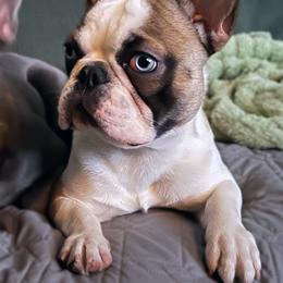 Frankie - French Bulldog