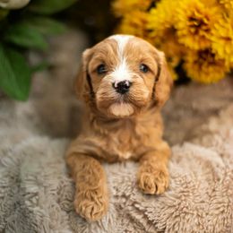 Cavapoo Puppies from Curly Q Cavapoos