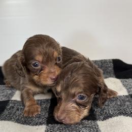 Charlie - Chocolate and tan male Dachshund puppy in San Diego, California from San Diego Dachshunds