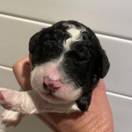Winifred - Parti female Goldendoodle puppy in Stafford, Virginia from Morris Doodles Virginia