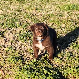 Blue Boy - White and red male Border Collie puppy in Shelbyville, Tennessee from C Horns Ranch Border Collies