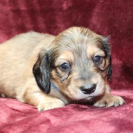Patriot (Blue Band) - Cream male Dachshund puppy in Raleigh, North Carolina from McLovin Doxies