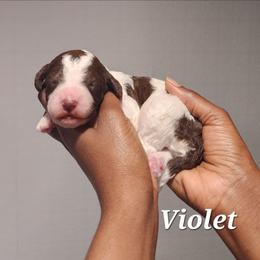 Violet - Parti female Poodle puppy in Dover, Delaware from Dogtastic Poodles