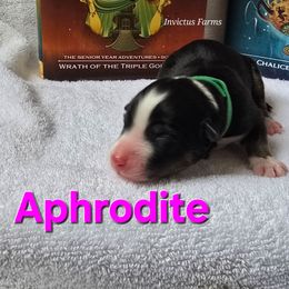 Aphrodite - Black tri-color female Australian Shepherd puppy in Smithfield, Utah from Invictus Farms