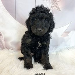 Starfish - Sable female Goldendoodle puppy in Grove, Oklahoma from Guinn Family Farms