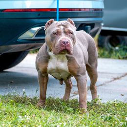 Jasmine - American Bully
