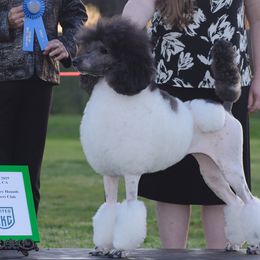 Joy - Poodle