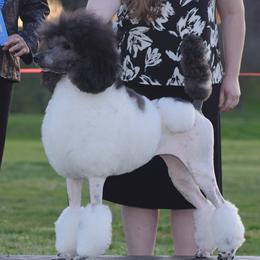 Joy - Poodle