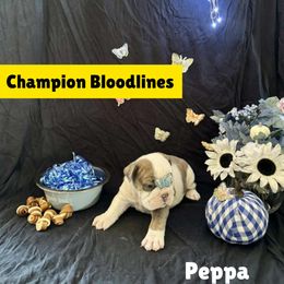 Peppa - Brindle female Bulldog puppy in Tremonton, Utah from Snuggle Pups
