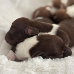 Arden and Alden - Piebald male Dachshund puppy in Las Vegas, Nevada from WienerQuadDoxiesLV