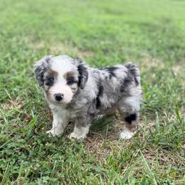 Jessi - Blue merle female Aussiedoodle puppy in Warrensburg, Missouri from Dreamer Ridge Puppies
