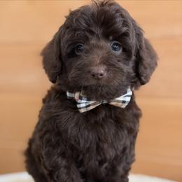 E-Blue Boy - Chocolate male Goldendoodle puppy in Lewisville, Texas from Texas Goldendoodle Lovers