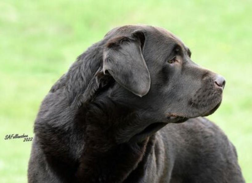 Stonecrest Labrador Retrievers in Connecticut Labrador Retriever