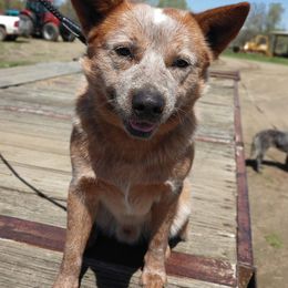 Australian Cattle Dogs and Boxers from Wahachee Creek Kennel