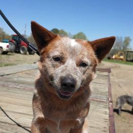 Australian Cattle Dogs and Boxers from Wahachee Creek Kennel