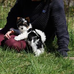 Biewer Terrier Puppies from My Beautiful Tribe