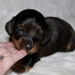 Dapple Male - Dapple male Dachshund puppy in Lily, Kentucky from Little Acres Miniature Dachshunds