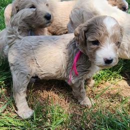 Maui - pink collar - Caramel cream female Labradoodle puppy in Fostoria, Michigan from North Country Kennel Club