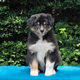 Mai Tai   Boy 1 - Black tri-color male Australian Shepherd puppy in Maryland from Lake Shore Australian Shepherds
