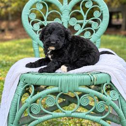 Joey Macaroni - Black male Labradoodle puppy in Grove, Oklahoma from Guinn Family Farms