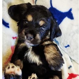 Cocker Spaniels from Van Winkle Family Pets