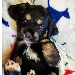Cocker Spaniels from Van Winkle Family Pets