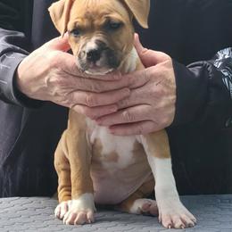 Cinnamon - Red female American Staffordshire Terrier puppy in Kankakee, Illinois from GrinNation Noble Am Staffs