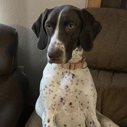 Zoey - German Shorthaired Pointer