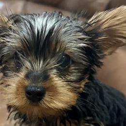Yorkshire Terriers from Kim’s Rocket Yorkies