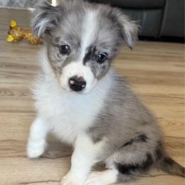 Whiskey - Blue merle female Australian Shepherd puppy in Weeki Wachee, Florida from Ace of Spades Australian Shepherds