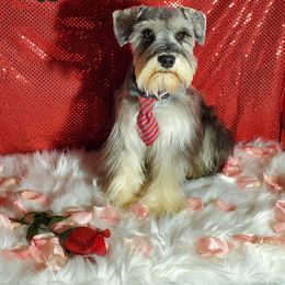 Reggie - Miniature Schnauzer puppy in Vernal, Utah from High Uinta Schnauzers